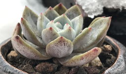 麻豆肉,探寻美食与文化的完美融合